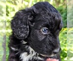 Small #8 F2 Aussiedoodle