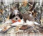 Small #6 ShihPoo