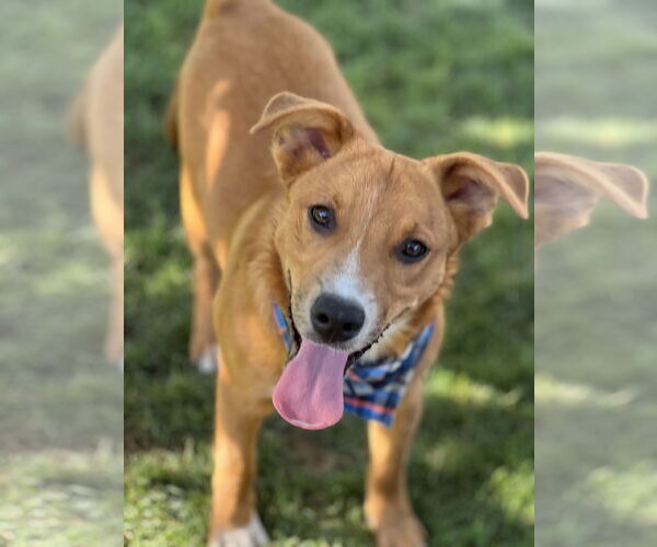 Medium Photo #2 Border-Aussie Puppy For Sale in Phoenix, AZ, USA