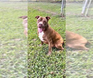 Brady - Male American Pit Bull Terrier Dog for Adoption - Photo #5