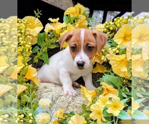 Jack Russell Terrier Puppy for Sale in SANDOWN, New Hampshire USA