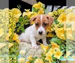 Image preview for Ad Listing. Nickname: Ollie