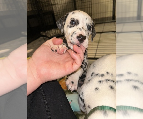 Medium Photo #15 Dalmatian Puppy For Sale in PHOENIX, AZ, USA