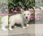 Small #1 West Highland White Terrier