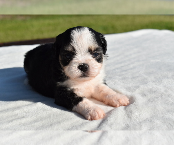 Medium Photo #6 Auss-Tzu Puppy For Sale in PALM COAST, FL, USA