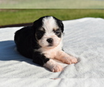 Small #5 Auss-Tzu