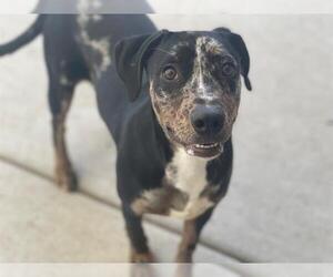 Catahoula Leopard Dog Dogs for adoption in Tulsa, OK, USA
