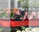 Small #2 Miniature Pinscher