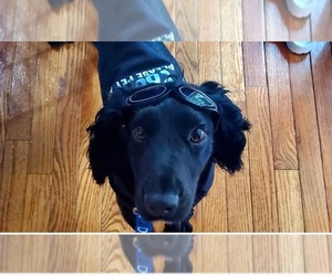 English Cocker Spaniel Puppy for sale in ELIZABETHTOWN, KY, USA