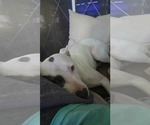 Small #1 American Pit Bull Terrier-Staffordshire Bull Terrier Mix