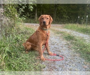 Father of the Golden Retriever puppies born on 07/10/2026