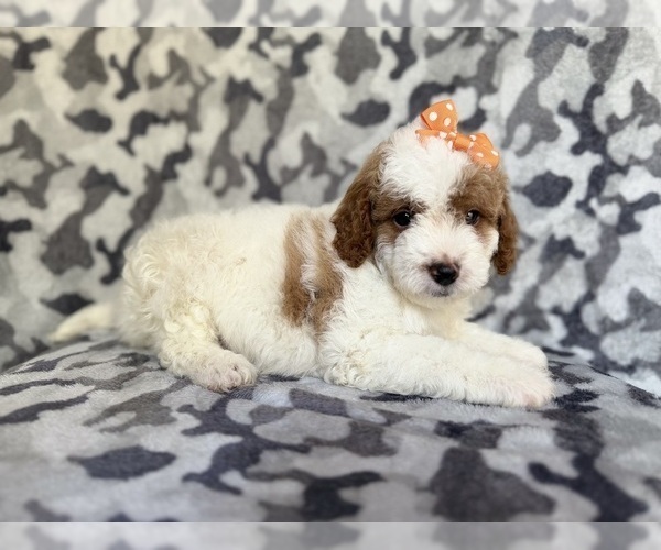 Medium Photo #2 Cavapoo (Miniature) Puppy For Sale in LAKELAND, FL, USA