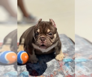 American Bully Puppy for sale in LOS ANGELES, CA, USA