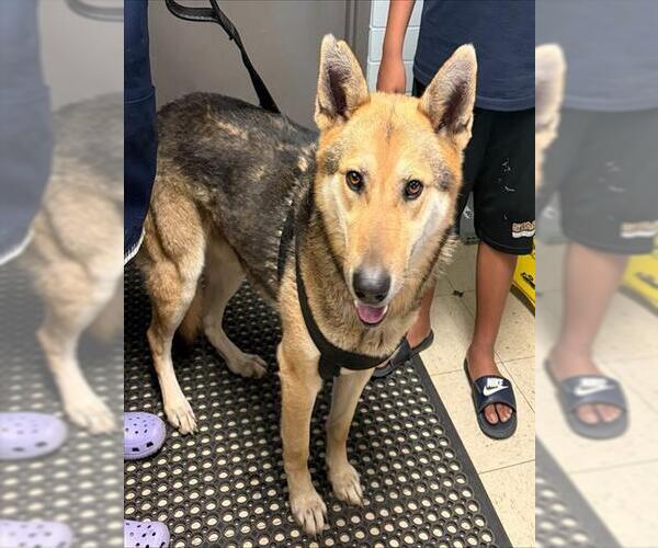 Medium Photo #1 German Shepherd Dog Puppy For Sale in Stockton, CA, USA