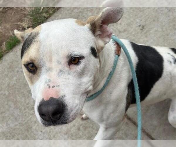 Medium Photo #1 Mutt Puppy For Sale in Tulsa, OK, USA