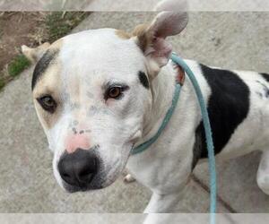 Mutt Dogs for adoption in Tulsa, OK, USA