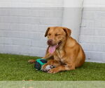 Small #3 Labrador Retriever Mix
