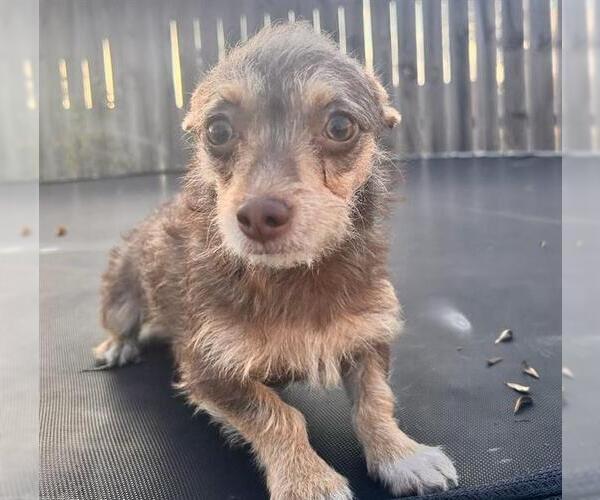 Medium Photo #1 Chihuahua Puppy For Sale in San Antonio, TX, USA