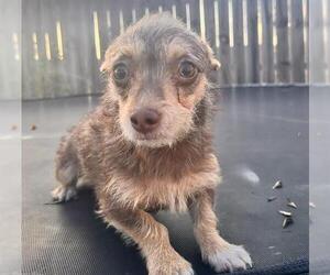 Chihuahua Dogs for adoption in San Antonio, TX, USA