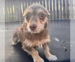 Small Chihuahua