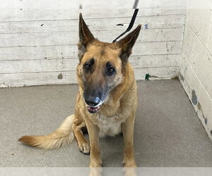 German Shepherd Dog Dogs for adoption in San Bernardino, CA, USA