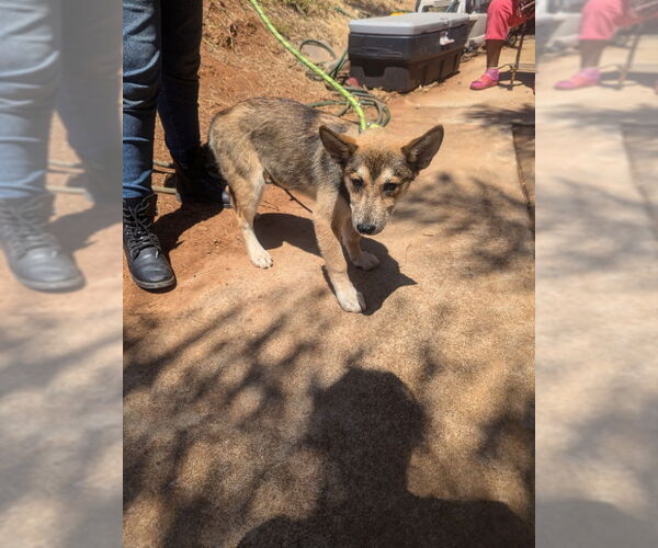 Medium Photo #6 Huskies -Unknown Mix Puppy For Sale in San Diego, CA, USA