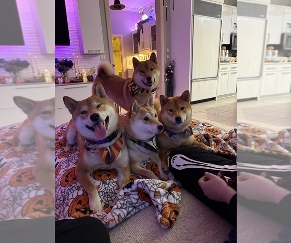 Medium Photo #10 Shiba Inu Puppy For Sale in ZIONSVILLE, IN, USA