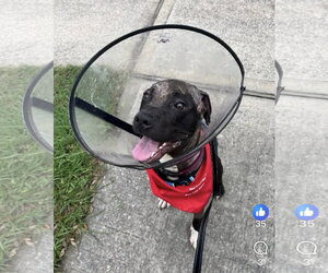 Labrador Retriever-Unknown Mix Dogs for adoption in Houston, TX, USA