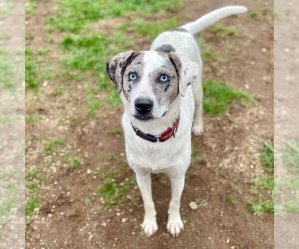 Medium Photo #12 Catahoula Leopard Dog-Unknown Mix Puppy For Sale in Canton, CT, USA