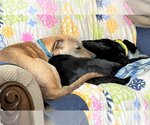 Small Photo #4 Labrador Retriever-Unknown Mix Puppy For Sale in Buffalo, MN, USA