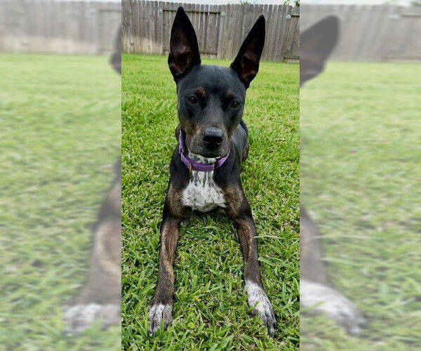 Medium Photo #16 Labrador Retriever-Unknown Mix Puppy For Sale in Katy, TX, USA