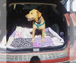 Small #1 Labrador Retriever Mix