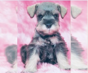 Schnauzer (Miniature) Puppy for sale in ANKENY, IA, USA