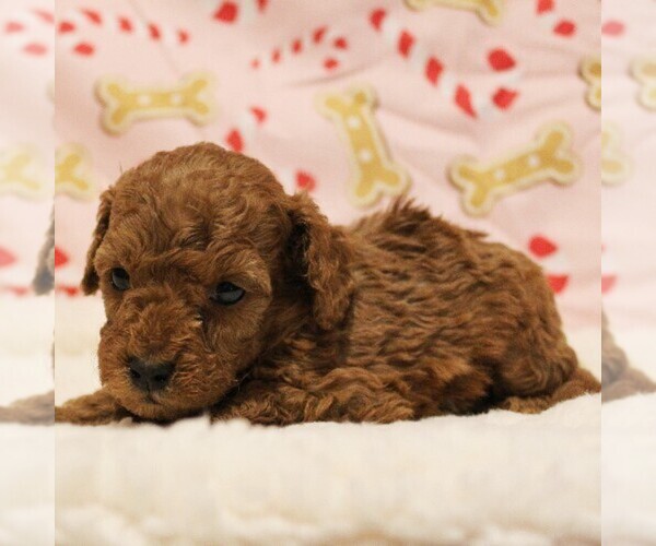 Medium Photo #3 Poodle (Toy) Puppy For Sale in COATESVILLE, PA, USA