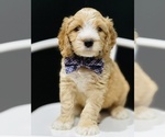 Small Photo #6 Australian Labradoodle Puppy For Sale in PORT ORCHARD, WA, USA