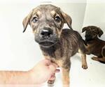 Small Rhodesian Ridgeback Mix