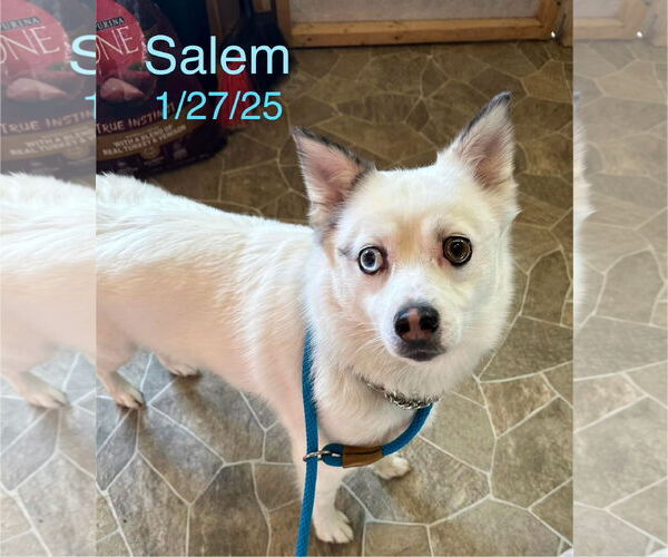 Medium Photo #2 Australian Terrier-Pomeranian Mix Puppy For Sale in Berlin, MD, USA