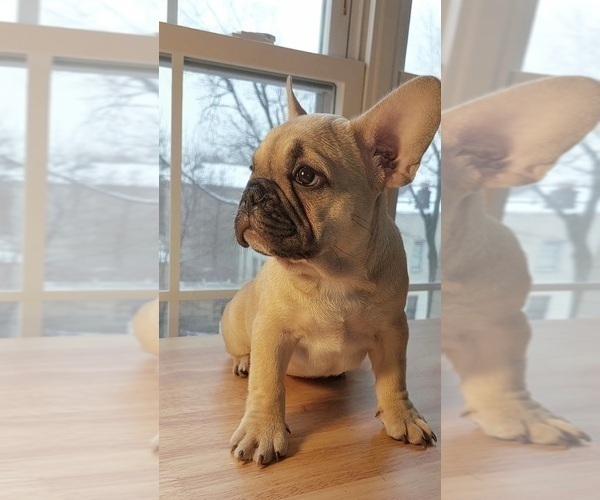 Medium Photo #6 French Bulldog Puppy For Sale in MANHATTAN, NY, USA