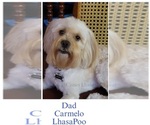 Small Photo #1 Lhasa Apso Puppy For Sale in PHOENIX, AZ, USA