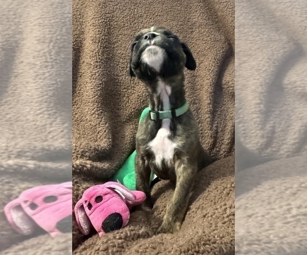 Medium Photo #15 Boxer Puppy For Sale in LANSING, MI, USA