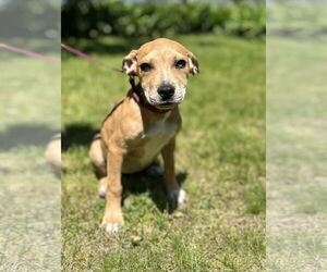 Catahoula Leopard Dog-Unknown Mix Dogs for adoption in Sterling, MA, USA