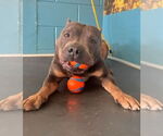 Small #3 American Pit Bull Terrier Mix