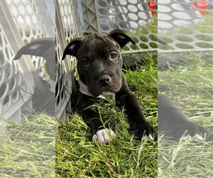 American Pit Bull Terrier-Unknown Mix Dogs for adoption in Germantown, OH, USA