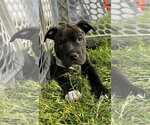 Small American Pit Bull Terrier Mix