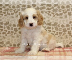 Miniature Bernedoodle Puppy for sale in DENVER, PA, USA