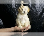 Small Photo #104 Maltipoo Puppy For Sale in WARSAW, IN, USA