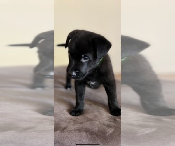 Medium Photo #7 Belgian Malinois Puppy For Sale in DECATUR, AL, USA