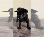 Small Photo #7 Belgian Malinois Puppy For Sale in DECATUR, AL, USA