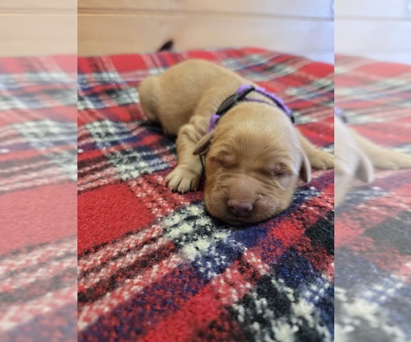 Medium Photo #1 Golden Retriever Puppy For Sale in WILLIAMSTOWN, KY, USA