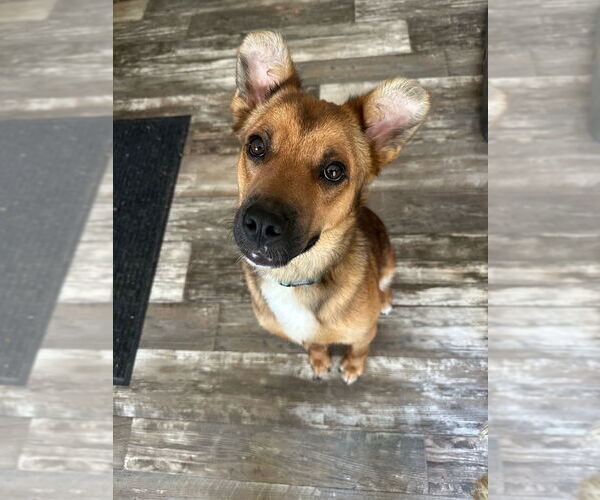 Medium Photo #3 Carolina Dog-Unknown Mix Puppy For Sale in Boston, MA, USA